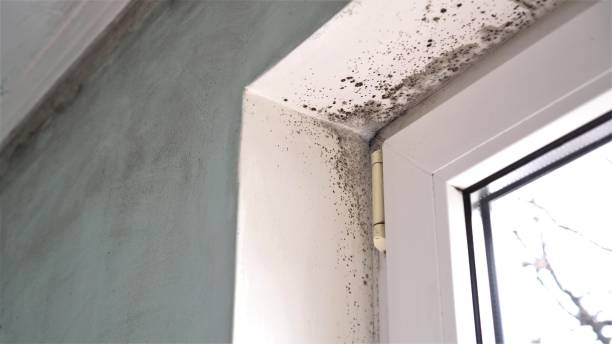 Best Basement Mold Removal  in Kyle, TX