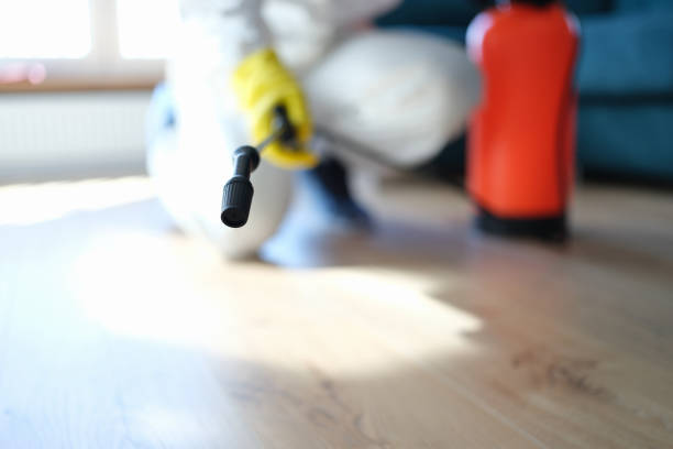 Best Water Damage & Mold Remediation  in Kyle, TX