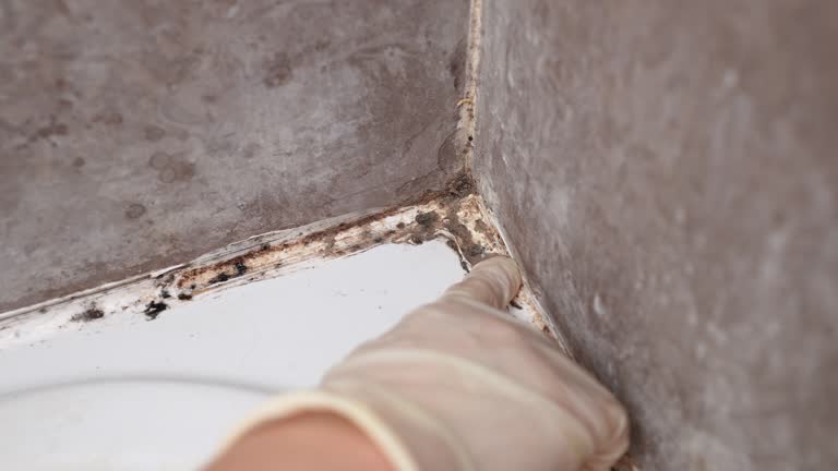 Best Post-Construction Mold Inspection  in Kyle, TX